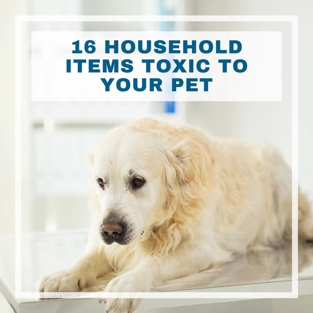 16 Household Items Toxic to Pets